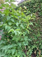 Sering - wit, Tuin en Terras, Ophalen, Overige soorten, Struik, 100 tot 250 cm