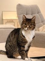 Mylow, lieve poes van 12 zoekt fijn huisje, Dieren en Toebehoren, 6 jaar of ouder