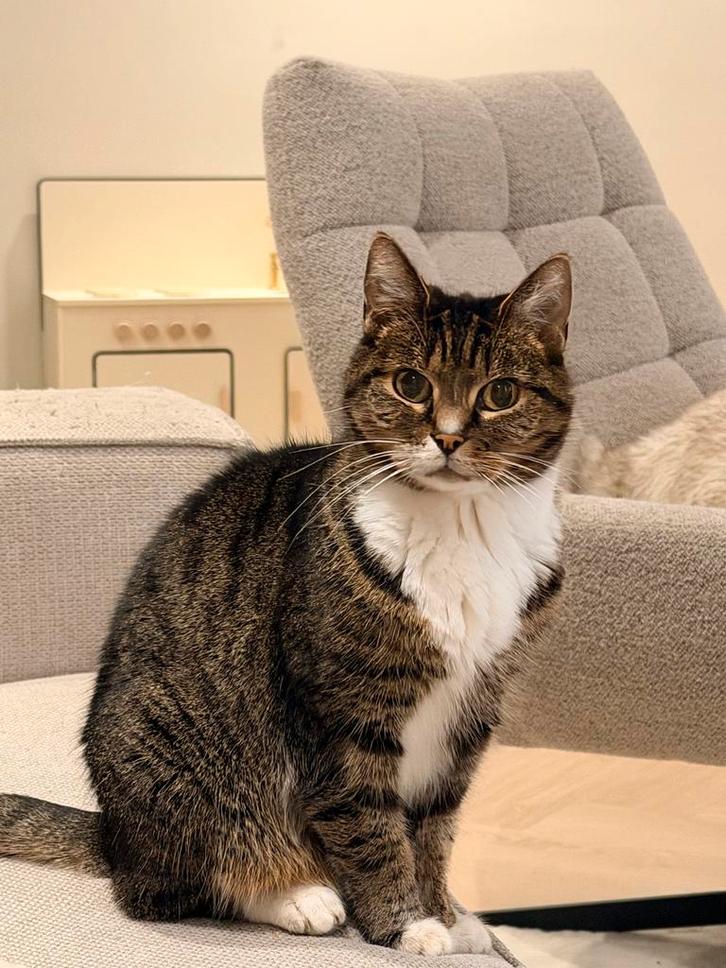 Mylow, lieve poes van 12 zoekt fijn huisje, Dieren en Toebehoren, Katten en Kittens | Dekkaters, 6 jaar of ouder
