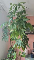 Plant Pachira hoog!, Huis en Inrichting, Kamerplanten, Ophalen, Overige soorten, 200 cm of meer