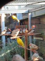 Te koop Zebravinken, Dieren en Toebehoren, Vogels | Overige Vogels, Meerdere dieren, Tropenvogel