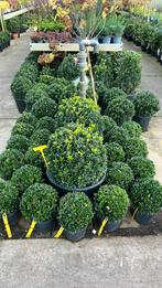 Euonymus bollen 25-60 cm , en haagplanten vanaf 15 cm €0,89, Tuin en Terras, Ophalen, Minder dan 100 cm