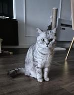 Britse Korthaar ter adoptie, Dieren en Toebehoren, Katten en Kittens | Raskatten | Korthaar, Kater, Gechipt, 3 tot 5 jaar