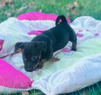 Jack Russel pups uit geteste ouders, Dieren en Toebehoren, Honden | Jack Russells en Terriërs, Jack Russell Terriër, CDV (hondenziekte)