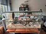 Hamster terrarium met toebehoren 100x50x50, Zo goed als nieuw, 75 tot 110 cm, Ophalen, Minder dan 60 cm