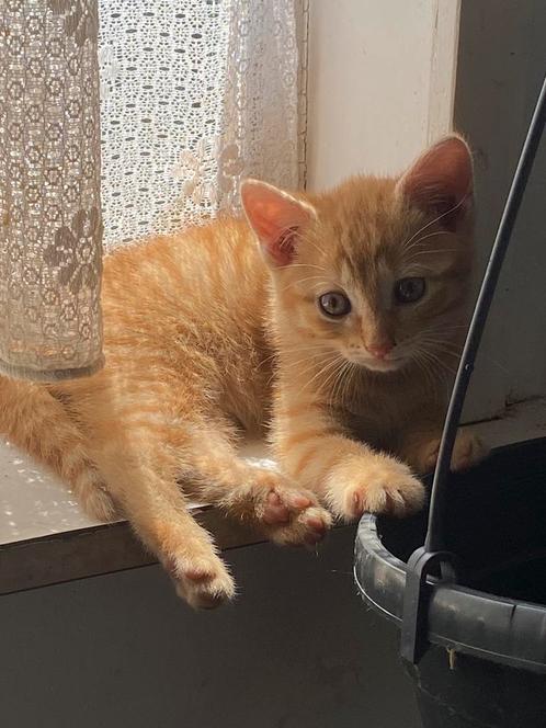 Boerderij kittens 1 rode poes, 2 rode + 1 grijze katers, Dieren en Toebehoren, Katten en Kittens | Overige Katten