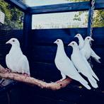 Witte bruidsduiven te huur, Dieren en Toebehoren, Vogels | Duiven, Meerdere dieren, Postduif