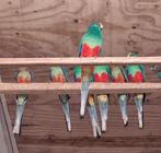 Veelkleuren parkieten, Dieren en Toebehoren, Vogels | Parkieten en Papegaaien, Meerdere dieren, Parkiet, Geringd