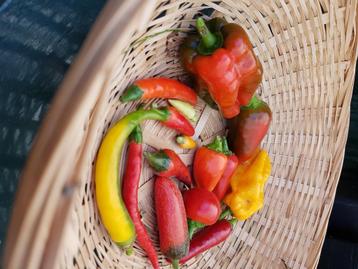 moestuin zaden beschikbaar voor biedingen