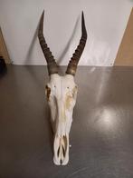 Schedel blesbok, Ophalen of Verzenden, Zo goed als nieuw, Schedel