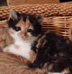 Lieve half Siberische/ Britse korthaar kittens grijs Cypers, Dieren en Toebehoren, Katten en Kittens | Overige Katten, Meerdere dieren