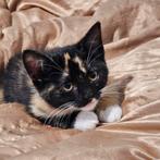 Moederpoes en kitten (v)  3mnd, Dieren en Toebehoren, Katten en Kittens | Overige Katten, Poes, 0 tot 2 jaar