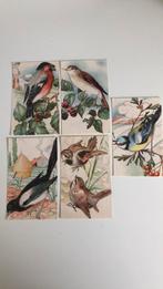 5 x afbeelding vogel., Verzamelen, Ansichtkaarten | Themakaarten, Verzenden