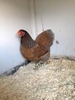 Wyandottes kriel, Dieren en Toebehoren, Meerdere dieren, Kip