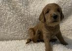 Australian labradoodle pups, Dieren en Toebehoren, Honden | Retrievers, Spaniëls en Waterhonden, Rabiës (hondsdolheid), Overige rassen