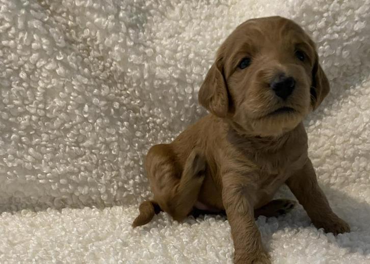 labradoodle pups, Dieren en Toebehoren, Honden | Retrievers, Spaniëls en Waterhonden, Meerdere dieren, Overige rassen, Particulier