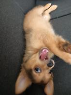 Pomchi puppy, Dieren en Toebehoren, 15 weken tot 1 jaar, Eén hond, Nederland, Particulier