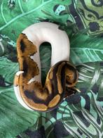 3 koningspythons met terrarium, Dieren en Toebehoren, Reptielen en Amfibieën, Slang, Met terrarium