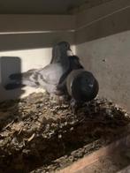 Kopel takel duifen, Dieren en Toebehoren, Meerdere dieren, Tuimelaar of Roller