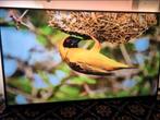 4K Ultra HD Philips Smart Tv 43 inch, Philips, 50 Hz, Ophalen of Verzenden, Zo goed als nieuw