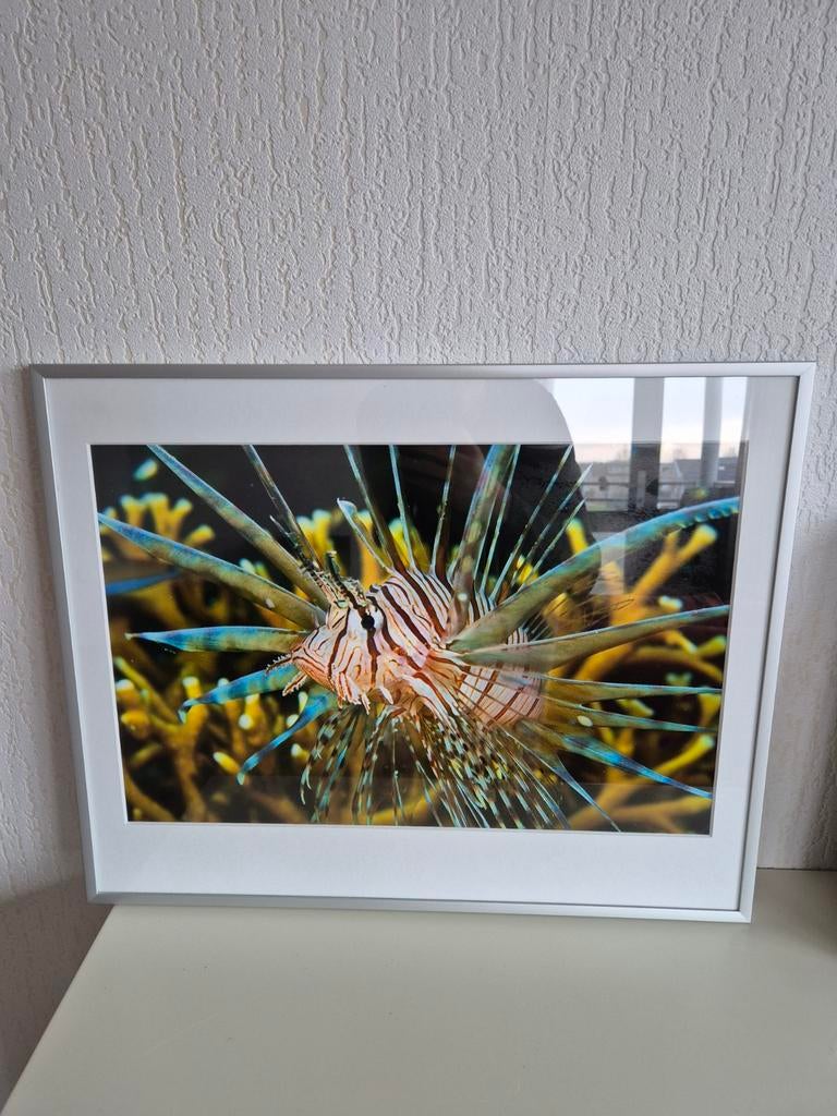 2 Fotolijsten Tropisch Zeeleven 51x41cm, Huis en Inrichting, Woonaccessoires | Schilderijen, Tekeningen en Foto's, 50 tot 75 cm