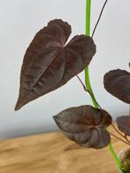 Dioscorea sp Black, Ophalen of Verzenden, Halfschaduw, Minder dan 100 cm