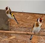 Te koop: Koppel majoor putters, Dieren en Toebehoren, Vogels | Overige Vogels, Meerdere dieren, Wildzangvogel