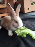 Duitse reuzen, Dieren en Toebehoren, Konijnen, Meerdere dieren, Groot