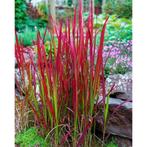 Imperata Red Baron (Japans bloedgras), Halfschaduw, Siergrassen, Ophalen of Verzenden