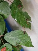 Flappentak nimfen, Dieren en Toebehoren, Wandelende tak