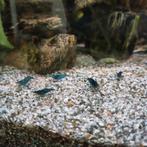 blauwe garnalen, Dieren en Toebehoren