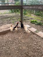 Trio Ko-shamo's, Dieren en Toebehoren, Pluimvee, Meerdere dieren, Kip