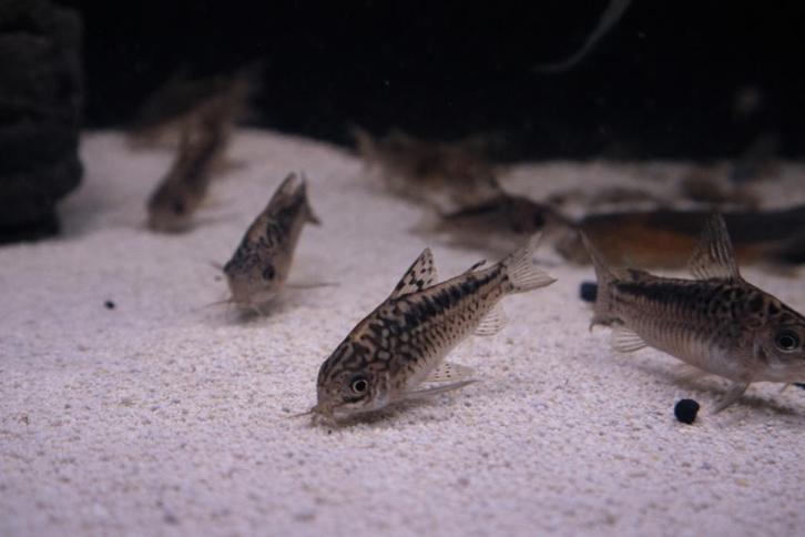 Corydoras elegans (pantsermeerval), Dieren en Toebehoren, Vissen | Aquariumvissen, Zoetwatervis, Vis