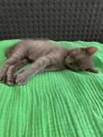 katjes, Dieren en Toebehoren, Katten en Kittens | Raskatten | Korthaar, Meerdere dieren, Ontwormd, 0 tot 2 jaar