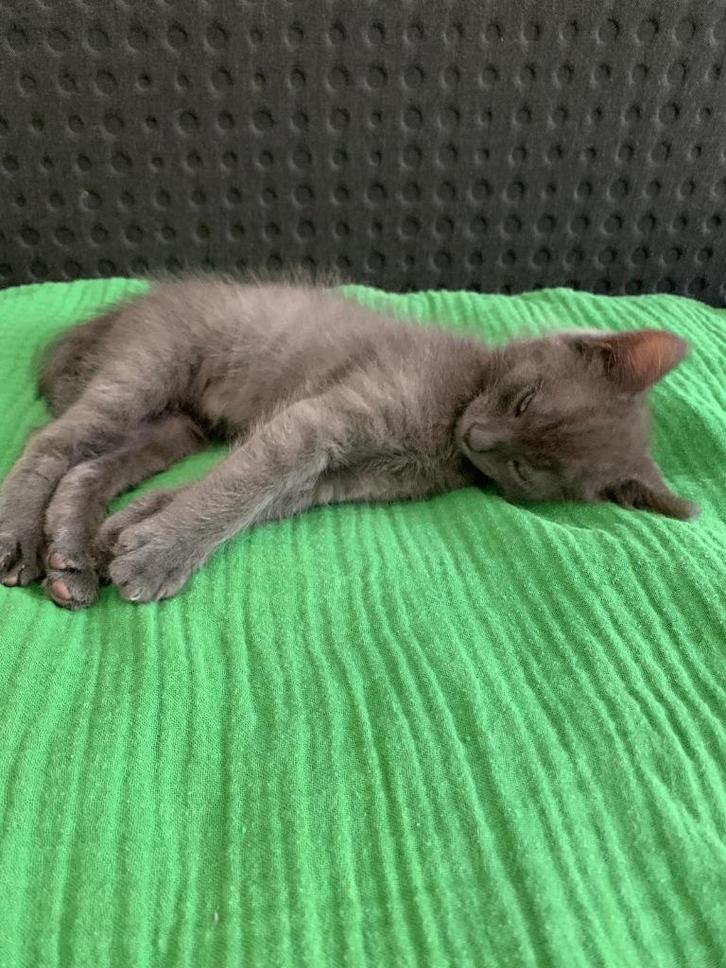 katjes, Dieren en Toebehoren, Katten en Kittens | Raskatten | Korthaar, Meerdere dieren, 0 tot 2 jaar, Ontwormd