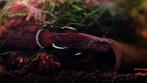 koppel betta albimarginata (Tarakan) zeldzaam vis aqauarium, Dieren en Toebehoren, Vis, Zoetwatervis