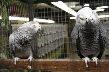 parkieten te koop beschikbaar voor biedingen