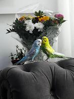 couple Parkieten, Antiek en Kunst, Ophalen of Verzenden