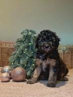 Prachtig medium labradoodle reutje, Meerdere, Nederland, Fokker | Hobbymatig, Reu