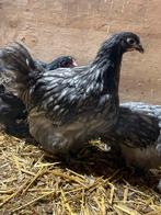 Mooie orpington hennen kippen, Dieren en Toebehoren, Pluimvee, Vrouwelijk, Kip