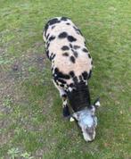Bonte rammen ram schaap schapen  diverse leeftijd, Mannelijk, Schaap