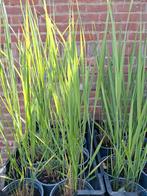 Siergrassen, Tuin en Terras, Planten | Tuinplanten, Ophalen, Zomer, Siergrassen, Volle zon