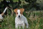 Te koop laagbenige glad- en broken coat Jack Russel pups, Dieren en Toebehoren, Honden | Jack Russells en Terriërs, Jack Russell Terriër