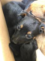 Mooie rottweiler pups te koop, Dieren en Toebehoren, Meerdere, Meerdere dieren, Rottweiler, Nederland