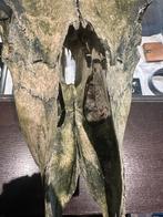 Schedel met Hoorns - Decoratief, Antiek en Kunst, Kunst | Beelden en Houtsnijwerken, Ophalen