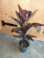 Kamerplant Cordyline fruticosa 'Mambo', Tuin en Terras, Planten | Tuinplanten, Ophalen, Overige soorten, Volle zon