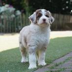 Aussie doodle pup, Dieren en Toebehoren, Rabiës (hondsdolheid), 15 weken tot 1 jaar, Teef, Eén hond