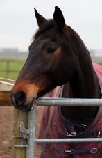 Chique zeer betrouwbaar dames paardje 1.65, Dieren en Toebehoren, Paarden, Recreatiepaard, M, 11 jaar of ouder, Merrie