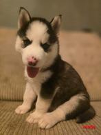 Zeer mooie lieve husky pups geboren, Dieren en Toebehoren, 8 tot 15 weken, Poolhond, Meerdere, Meerdere dieren