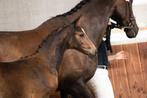 Hengstveulen Opoque x Westpoint, Dieren en Toebehoren, Paarden, Gechipt, Dressuurpaard, 0 tot 2 jaar, Hengst
